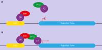 Yeast Two hybrid cDNA Library image 1